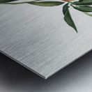 Peach Persica julodermis from Pomona Italiana 1817 - 1839 by Giorgio Gallesio 1772-1839.  Metal print