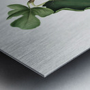 White-peel fig Ficus carica sativa from Pomona Italiana 1817 - 1839 by Giorgio Gallesio 1772-1839.  Metal print