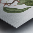 Hard-fleshed Cherry Cerasus Duracina from Pomona Italiana 1817 - 1839 by Giorgio Gallesio 1772-1839.  Metal print