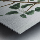 Seckel pear Pyrus × serrulata from Pomona Italiana 1817 - 1839 by Giorgio Gallesio 1772-1839.  Metal print