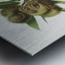 Spanish Chestnut Castanea sativa from Pomona Italiana 1817 - 1839 by Giorgio Gallesio 1772-1839.  Metal print