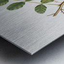 Carob Ceratonia from Pomona Italiana 1817 - 1839 by Giorgio Gallesio 1772-1839.  Metal print