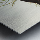 Gnathodon Gnathodon strigirostris illustrated by Elizabeth Gould 1804–1841 for John Gould’s 1804-1881 Birds of Australia  Metal print