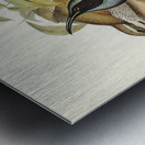 Magnificent Rifle-bird Ptiloris magnifica illustrated by Elizabeth Gould 1804–1841 for John Gould’s 1804-1881 Birds of Australia  Metal print