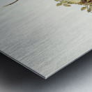 Wood Swallow Artamus sordid illustrated by Elizabeth Gould 1804–1841 for John Gould’s 1804-1881 Birds of Australia  Metal print