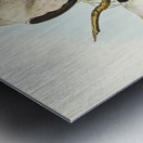 Square-tailed Kite Milvus insures illustrated by Elizabeth Gould 1804–1841 for John Gould’s 1804-1881 Birds of Australia  Metal print