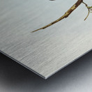 White-eyebrowed Wood Swallow Artamus supercilious illustrated by Elizabeth Gould 1804–1841 for John Gould’s 1804-1881 Birds of Australia  Metal print