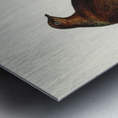 Pheasant-tailed Pigeon Macropygia Phasianella illustrated by Elizabeth Gould 1804–1841 for John Gould’s 1804-1881 Birds of Australia  Metal print