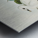 Torres Strait Fruit Pigeon Carpophaga luctuosa illustrated by Elizabeth Gould 1804–1841 for John Gould’s 1804-1881 Birds of Australia  Metal print