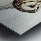 Chestnut-faced Owl Strix castanops illustrated by Elizabeth Gould 1804–1841 for John Gould’s 1804-1881 Birds of Australia  Metal print