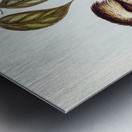 Great Brown Kingfisher Dacelo gigantic illustrated by Elizabeth Gould 1804–1841 for John Gould’s 1804-1881 Birds of Australia  Metal print