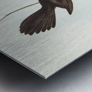 Black Fantailed Flycatcher Rhipidura Motacilloides illustrated by Elizabeth Gould 1804–1841 for John Gould’s 1804-1881 Birds of Australia  Metal print