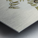 Peaceful Ground Dove Geopelia tranquilla illustrated by Elizabeth Gould 1804–1841 for John Gould’s 1804-1881 Birds of Australia  Metal print