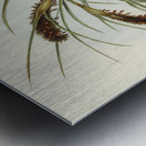 Swainson’s Graucalus Graucalus Swainsonii illustrated by Elizabeth Gould 1804–1841 for John Gould’s 1804-1881 Birds of Australia  Metal print