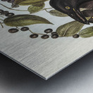 Great Crow-Shrike Strepera graculina illustrated by Elizabeth Gould 1804–1841 for John Gould’s 1804-1881 Birds of Australia  Metal print