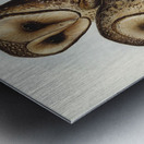 Masked Barn Owl Strix Personata Vig illustrated by Elizabeth Gould 1804–1841 for John Gould’s 1804-1881 Birds of Australia  Metal print