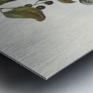 Barred-shouldered Ground Dove Geopelia humeralis illustrated by Elizabeth Gould 1804–1841 for John Gould’s 1804-1881 Birds of Australia  Metal print