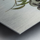 Ground Graucalus Pteropodocys Phasianella illustrated by Elizabeth Gould 1804–1841 for John Gould’s 1804-1881 Birds of Australia  Metal print