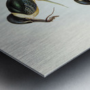 Sacred Halcyon Halcyon sanctus illustrated by Elizabeth Gould 1804–1841 for John Gould’s 1804-1881 Birds of Australia  Metal print