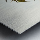 White-vented Wood Swallow Artamus albiventris illustrated by Elizabeth Gould 1804–1841 for John Gould’s 1804-1881 Birds of Australia  Metal print