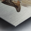 Wonga-wonga Pigeon Leucosarcia picata illustrated by Elizabeth Gould 1804–1841 for John Gould’s 1804-1881 Birds of Australia  Metal print