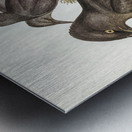 Grey Crow-Shrike Strepera Anaphonensis illustrated by Elizabeth Gould 1804–1841 for John Gould’s 1804-1881 Birds of Australia  Metal print