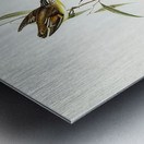 Allied Pardalote Pardalotus affines illustrated by Elizabeth Gould 1804–1841 for John Gould’s 1804-1881 Birds of Australia  Metal print