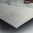 White-quilled Rock Dove Petrophassa albipennis illustrated by Elizabeth Gould 1804–1841 for John Gould’s 1804-1881 Birds of Australia  Metal print