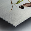 Masked Wood Swallow Artamus personates Gould illustrated by Elizabeth Gould 1804–1841 for John Gould’s 1804-1881 Birds of Australia  Metal print