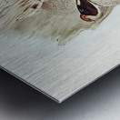 Fairy Martin Collocalia Ariel illustrated by Elizabeth Gould 1804–1841 for John Gould’s 1804-1881 Birds of Australia  Metal print