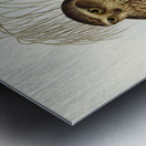 Spotted Owl Athene maculate illustrated by Elizabeth Gould 1804–1841 for John Gould’s 1804-1881 Birds of Australia  Metal print