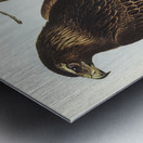 Wedge-tailed Eagle Aquila focosa illustrated by Elizabeth Gould 1804–1841 for John Gould’s 1804-1881 Birds of Australia  Metal print