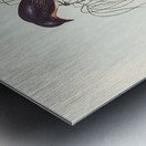 Shining Flycatcher Myiagra nitida illustrated by Elizabeth Gould 1804–1841 for John Gould’s 1804-1881 Birds of Australia  Metal print