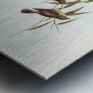 Short-billed tree tit Smicrornis brevirostris illustrated by Elizabeth Gould 1804–1841 for John Gould’s 1804-1881 Birds of Australia  Metal print