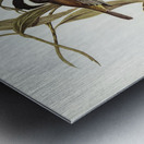 Frontal Shrike-Tit Falcunculus frontatus illustrated by Elizabeth Gould 1804–1841 for John Gould’s 1804-1881 Birds of Australia  Metal print