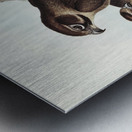 Brown Hawk Ieracidea Berigora illustrated by Elizabeth Gould 1804–1841 for John Gould’s 1804-1881 Birds of Australia  Metal print