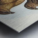 Whistling eagle illustrated by Elizabeth Gould 1804–1841 for John Gould’s 1804-1881 Birds of Australia  Metal print