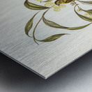 Yellow Weebill Smicrornis flavescens illustrated by Elizabeth Gould 1804–1841 for John Gould’s 1804-1881 Birds of Australia  Metal print