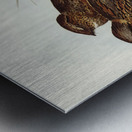 Spotted Goat-sucker Eurostopodus guttatus illustrated by Elizabeth Gould 1804–1841 for John Gould’s 1804-1881 Birds of Australia  Metal print