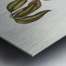 Yellow-bellied flycatcher Microeca flavigaster illustrated by Elizabeth Gould 1804–1841 for John Gould’s 1804-1881 Birds of Australia  Metal print