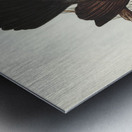 Grey Struthidea Struthidea cinerea illustrated by Elizabeth Gould 1804–1841 for John Gould’s 1804-1881 Birds of Australia  Metal print