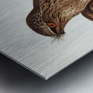 Black-Breasted Buzzard Buteo melanosternon illustrated by Elizabeth Gould 1804–1841 for John Gould’s 1804-1881 Birds of Australia  Metal print