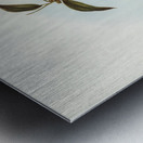 Olivaceous Pachycephala Pachycephala olivacea Vig&Horsf illustrated by Elizabeth Gould 1804–1841 for John Gould’s 1804-1881 Birds of Australia  Metal print