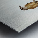 Little Colluricincla Colluricincla parvula illustrated by Elizabeth Gould 1804–1841 for John Gould’s 1804-1881 Birds of Australia  Metal print