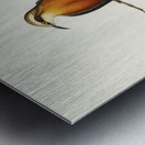 Red-breasted Pomatorhinus Pomatorhinus rubeculus illustrated by Elizabeth Gould 1804–1841 for John Gould’s 1804-1881 Birds of Australia  Impression metal