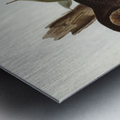 Sooty Owl Strix tenebricosus Gould illustrated by Elizabeth Gould 1804–1841 for John Gould’s 1804-1881 Birds of Australia  Metal print