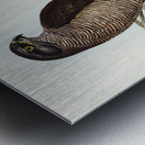 Australian Goshawk Astur approximans illustrated by Elizabeth Gould 1804–1841 for John Gould’s 1804-1881 Birds of Australia  Metal print