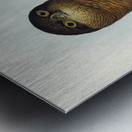 Rufous Owl Athene rufa illustrated by Elizabeth Gould 1804–1841 for John Gould’s 1804-1881 Birds of Australia  Metal print