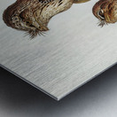 Podargus Phalaenoides and Moth-plumaged Podargus Gould Iillustrated by Elizabeth Gould 1804–1841 for John Gould’s 1804-1881 Birds of Australia  Metal print