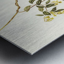 Rose-breasted Wood-robin Erythrodryas rosea illustrated by Elizabeth Gould 1804–1841 for John Gould’s 1804-1881 Birds of Australia  Metal print